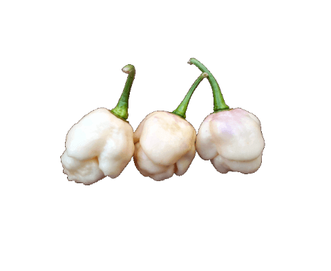 Pink Tiger Moruga